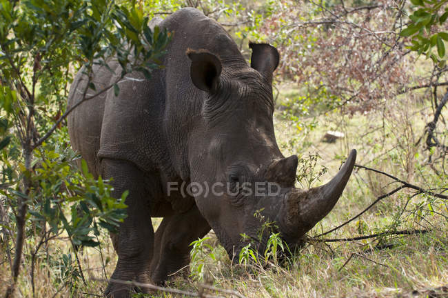 Rinoceronte branco caminhando na grama entre árvores, Masai Mara, Quênia — Fotografia de Stock