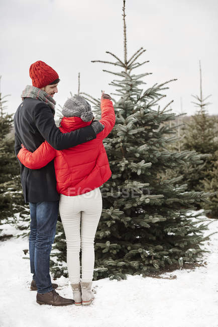 Jeune couple sélectionnant arbre de Noël de la forêt, vue arrière — Photo de stock