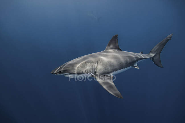 Vista submarina del tiburón blanco nadando en el mar azul, Campeche, México - foto de stock