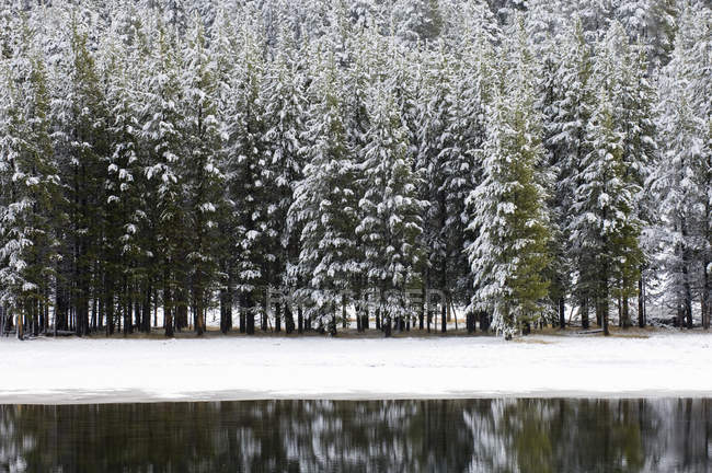 Fiume Yellowstone in inverno, Parco Nazionale di Yellowstone, Wyoming, Stati Uniti — Foto stock