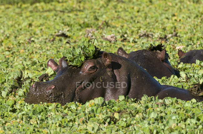 Hipopótamos en el río con plantas, Reserva Nacional Masai Mara, Kenia - foto de stock