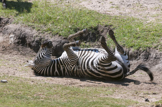 Common Zebra (Equus quagga), Masai Mara National Reserve, Kenya. — Stock Photo