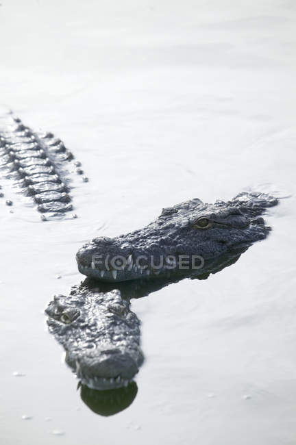 Dois crocodilos na lagoa do parque de vida selvagem, Djerba, Tunísia — Fotografia de Stock