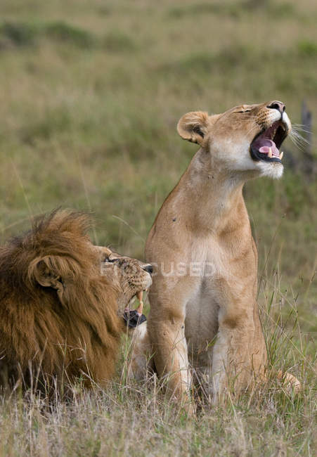 Пара львов ревет в Национальном заповеднике Масаи Мара, Кения — стоковое фото