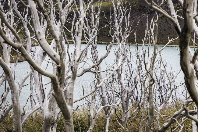Vista elevada a través de árboles desnudos al lago, Parque Nacional Torres del Paine, Chile - foto de stock