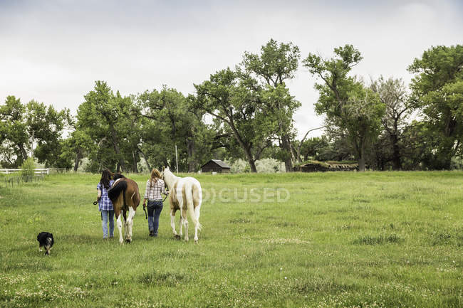 Rückansicht der jungen Frau und ihrer Schwester, die Pferde in Feld, Brücke, Montana, USA anführt — Stockfoto