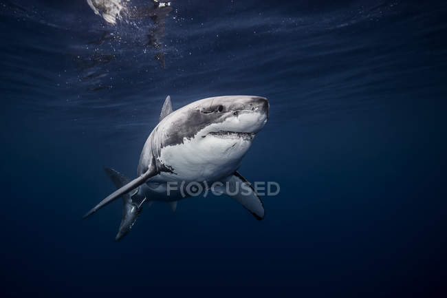 Vista submarina del tiburón blanco nadando en el mar azul, Sinaloa, México - foto de stock