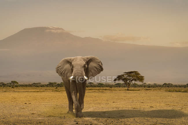Portrait d'éléphant, parc national d'Amboseli, Amboseli, vallée du Rift, Kenya — Photo de stock