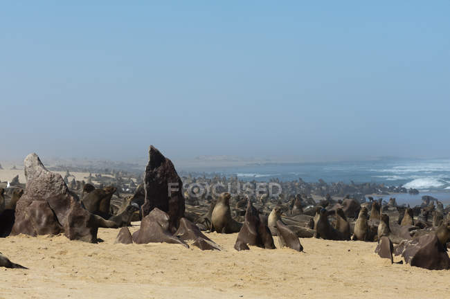 Selo de pelo do cabo (Arctocephalus pusilus), Parque Nacional da Costa do Esqueleto, Namíbia . — Fotografia de Stock