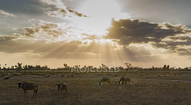 Wildebeests walking in Amboseli National Park, Amboseli, Rift Valley, Kenya — Stock Photo