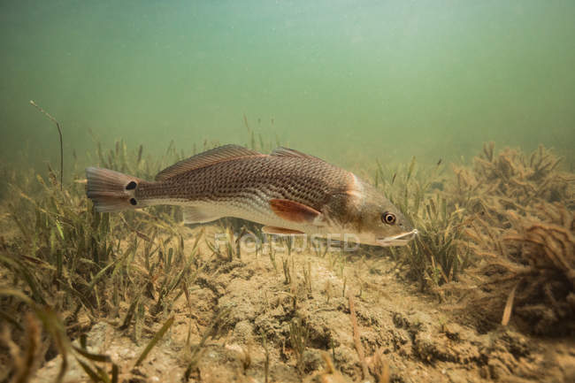 Redfish in Golfo de México, Homosassa, Florida, EE.UU. - foto de stock