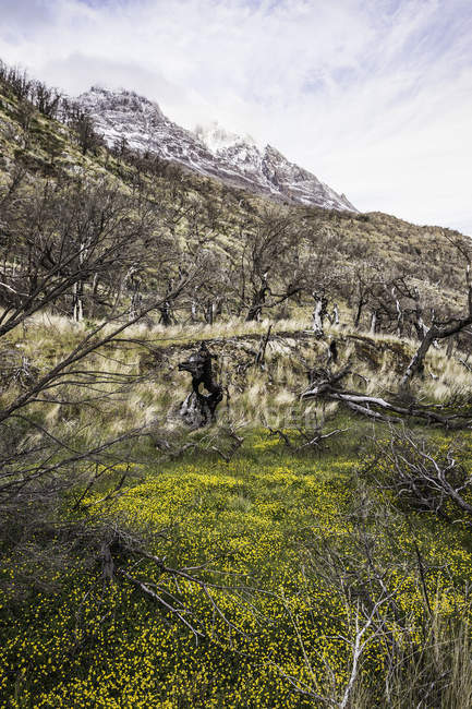 Fiori di campo gialli che crescono sul fianco della montagna, Parco nazionale Torres del Paine, Cile — Foto stock