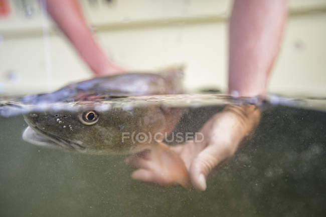 Обрезанный образ человека, выпускающего мелкую красную рыбу — стоковое фото