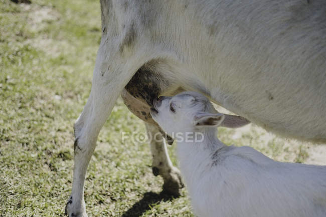 Козленок питается от матери на зеленом поле — стоковое фото
