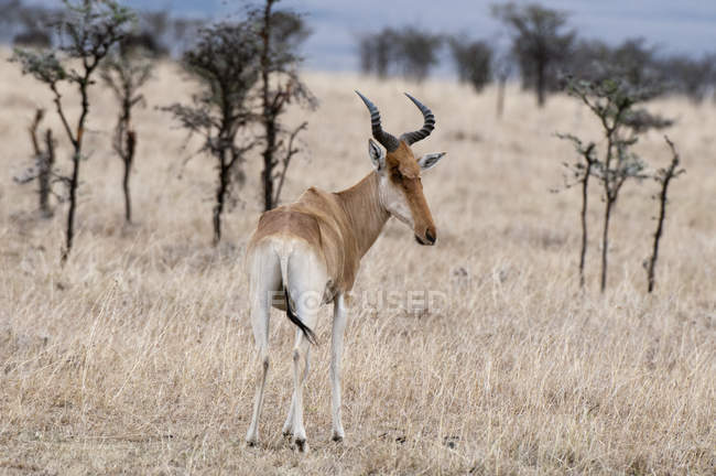 Hartebest standing im Masai Mara National Reserve, Kenia — Stockfoto