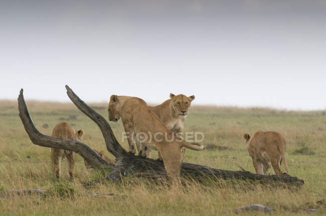 Quatro leoas caminhando perto de log, Reserva Nacional Masai Mara, Quênia — Fotografia de Stock