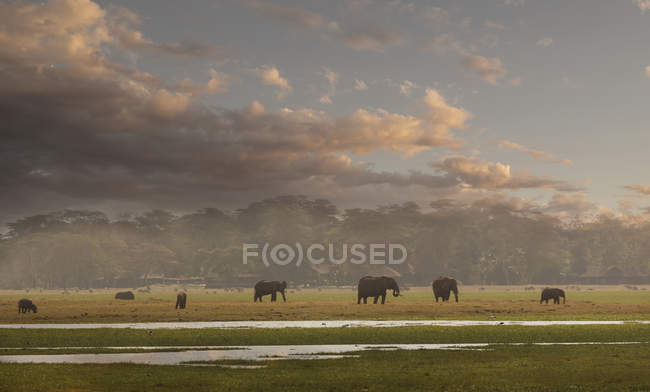 Branco di elefanti che camminano sotto il cielo nuvoloso nel Parco Nazionale di Amboseli, Rift Valley, Kenya — Foto stock