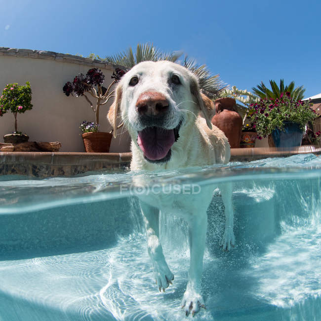 Portrait de chien dans piscine extérieure, Laguna Beach, Californie, USA — Photo de stock