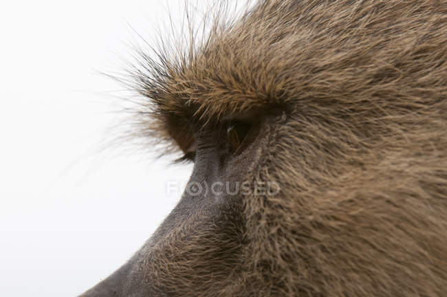 Обрезанное изображение Желтого бабуина, Восточный национальный парк Цаво, Кения — стоковое фото