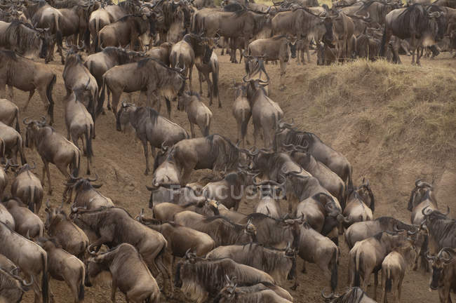 Vue en angle élevé du troupeau de gnous dans la réserve nationale Masai Mara, Kenya — Photo de stock