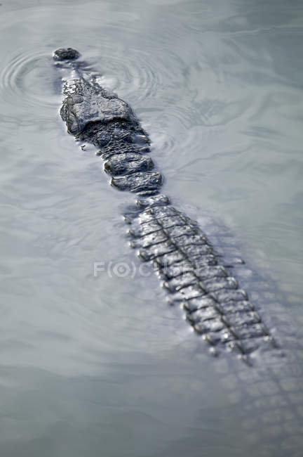 Krokodil schwimmt im Wildpark Lagune, Djerba, Thunfisch — Stockfoto