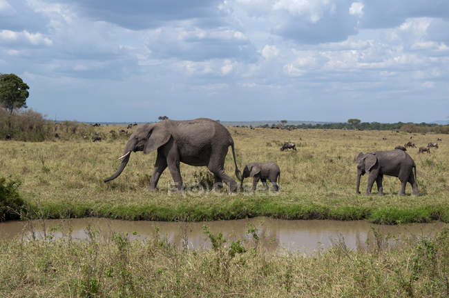 Vista lateral de elefante africano y cachorros caminando sobre hierba en Masai Mara, Kenia - foto de stock