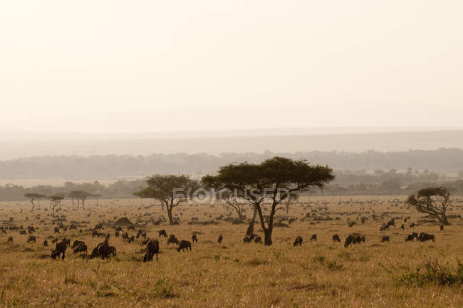 Gregge di gnu al pascolo sul campo nella riserva nazionale di masai mara, Kenya — Foto stock