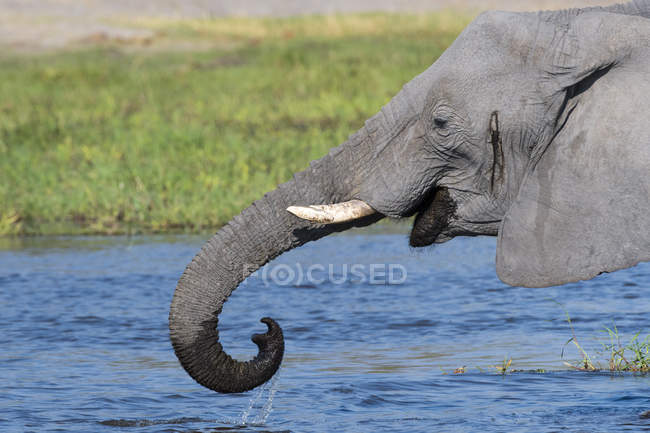 Seitenansicht des afrikanischen Elefanten Trinkwasser in Fluss Khwai — Stockfoto