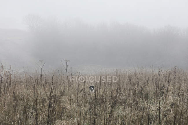 Portrait of dog in misty field, Houghton-le-Spring, Sunderland, UK — Stock Photo