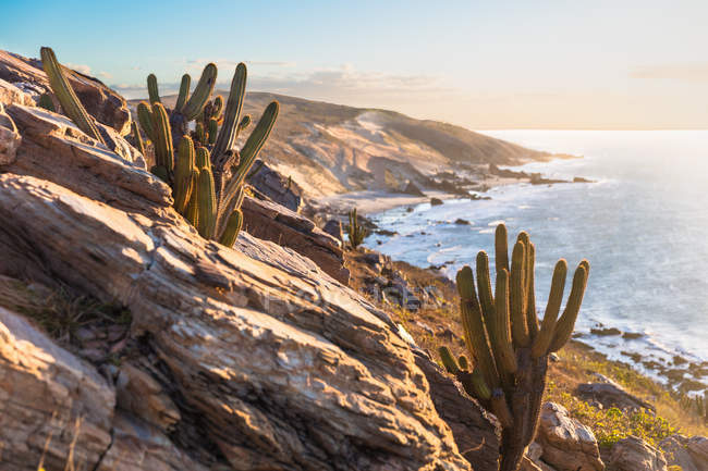 Cactus poussant à flanc de falaise, parc national Jericoacoara, Ceara, Brésil, Amérique du Sud — Photo de stock