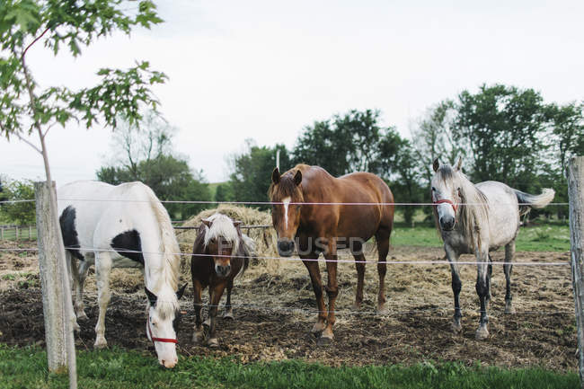 Três cavalos e pônei palomino olhando de cerca de paddock — Fotografia de Stock