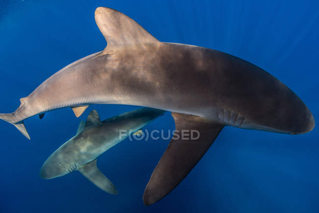 Requins nageant en mer, Socorro, Basse-Californie — Photo de stock