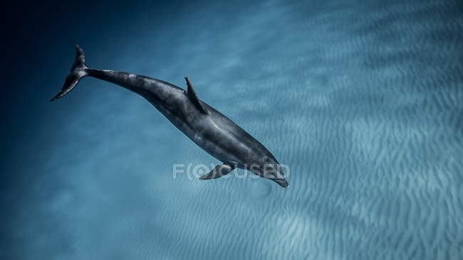 Vista submarina del delfín nariz de botella nadando en el mar azul, Bahamas - foto de stock
