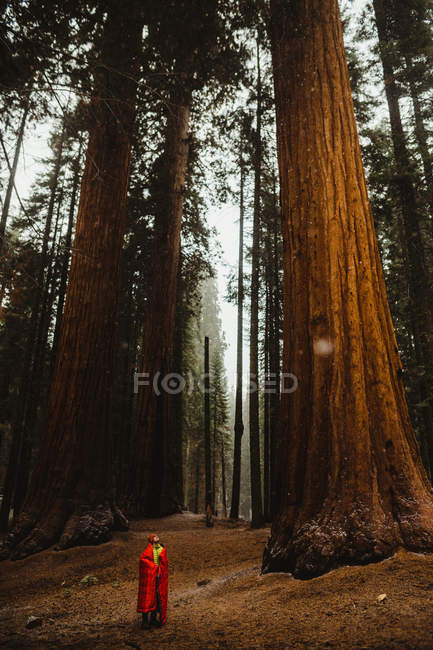 Masculino envolto em saco de dormir vermelho olhando para árvores sequoia gigantes, Sequoia National Park, Califórnia, EUA — Fotografia de Stock