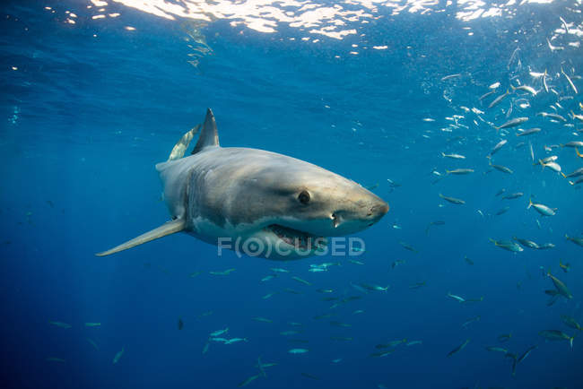 Grande squalo bianco che nuota vicino alla superficie, Guadalupe, Messico — Foto stock