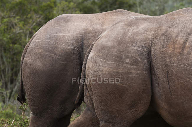 Abgeschnittenes Bild von Breitmaulnashörnern, die in der Nähe von Büschen stehen, Kariega-Wildreservat, Südafrika — Stockfoto
