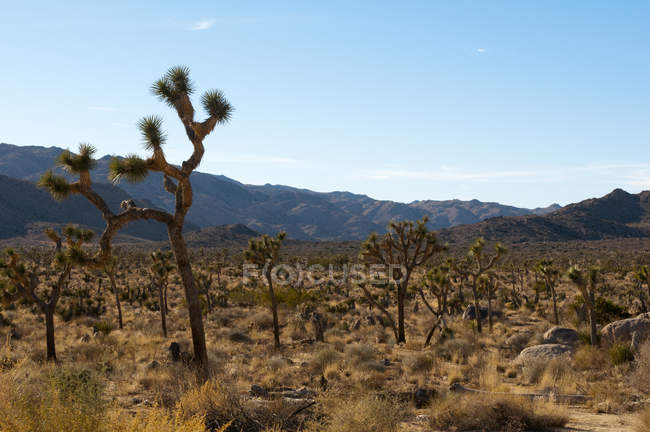 Verstecktes Tal, Joschua-Baum-Nationalpark, Kalifornien, Vereinigte Staaten — Stockfoto