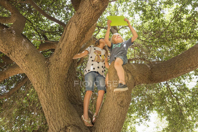 Vista de ángulo bajo de los niños sentados en la rama del árbol usando tableta digital - foto de stock