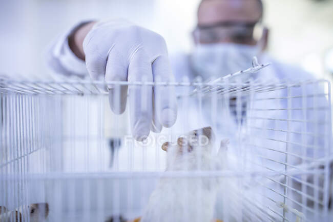 Trabalhador de laboratório que chega à gaiola contendo rato branco — Fotografia de Stock