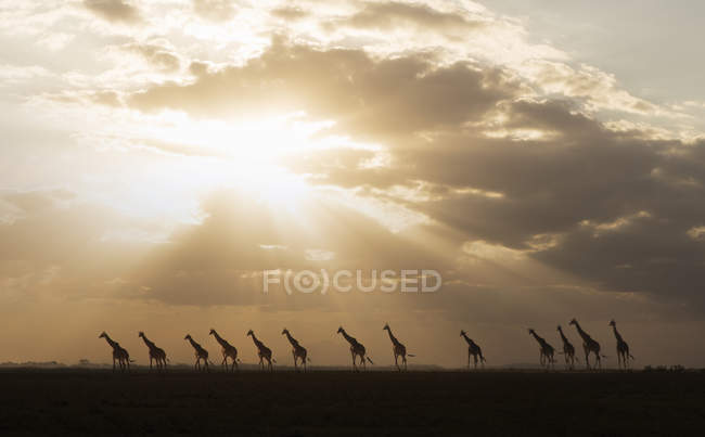 Jirafas al atardecer en el Parque Nacional Amboseli, Amboseli, Rift Valley, Kenia - foto de stock