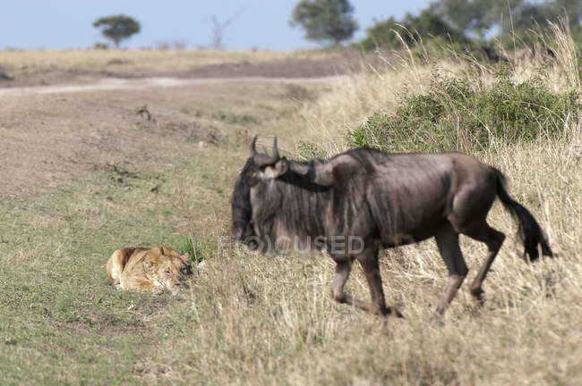Лев лежит на траве и смотрит на буйвола в Масаи Мара, Кения — стоковое фото