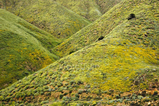 Colinas verdes con amapolas amarillas californianas (Eschscholzia californica), North Elsinore, California, EE.UU. - foto de stock