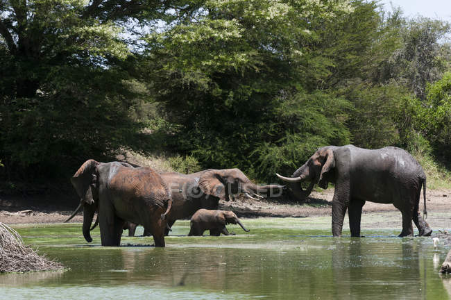 Elefantes de pie en agua verde en la Reserva de Lualenyi, Kenia - foto de stock