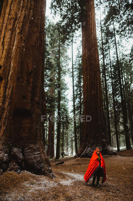 Männlicher Wanderer in rotem Schlafsack im Wald, Mammutbaum-Nationalpark, Kalifornien, Vereinigte Staaten — Stockfoto