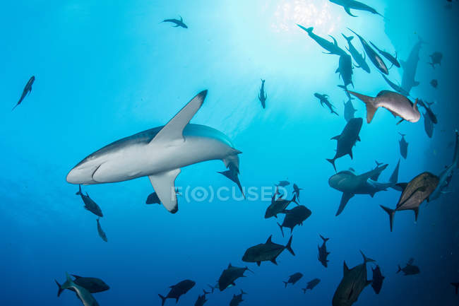 Tubarões nadando no mar, Socorro, Baja California — Fotografia de Stock