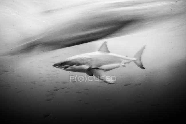 Great white shark shot at slow shutter speed, Guadalupe, Mexico — Stock Photo