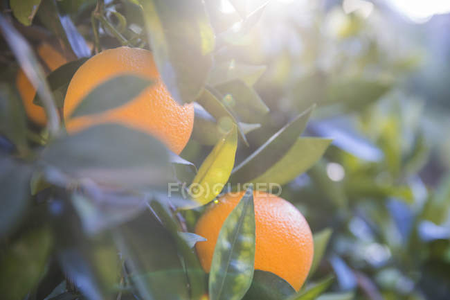 Oranges poussant sur l'arbre, gros plan — Photo de stock