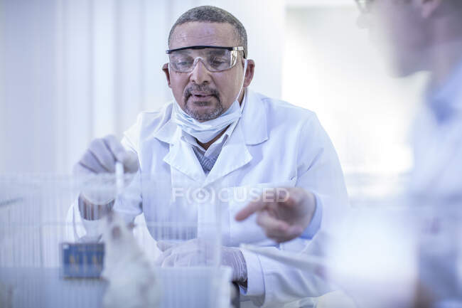 Laborangestellte füttert weiße Ratte im Käfig — Stockfoto