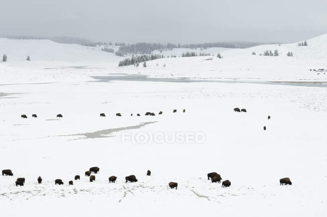 Manada de bisontes en el campo cubierto de nieve, Parque Nacional Yellowstone, Wyoming, EE.UU. - foto de stock
