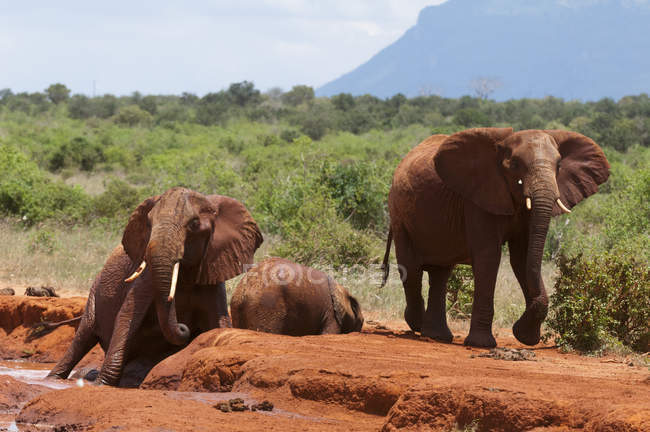 Elefantes ayudando a cachorro atrapado en el barro, Parque Nacional Tsavo East, Kenia - foto de stock